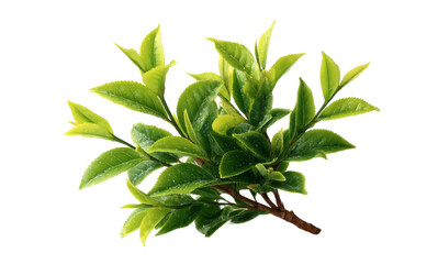 [Transparent Background PNG]Fresh Green Tea Leaves Close Up