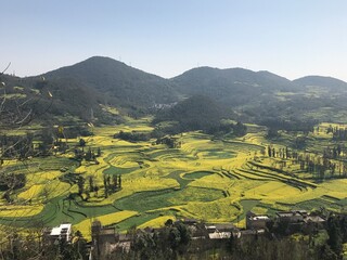 Eastern Yunnan Province, 55,000 hectares of rapeseed, karst landscape, earliest large-scale rapeseed flowering in China, one of the largest of this kind in China