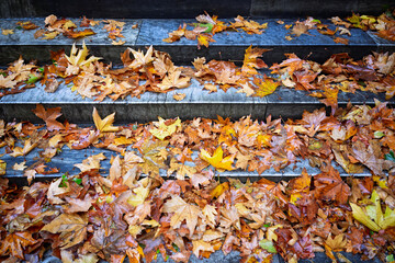 Brown autumn fall leaves on concrete steps, urban environment landscape in change of season, city...
