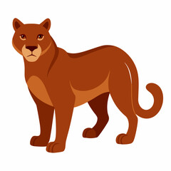 Cougar on white background 