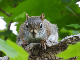 Squirrel Perched on Tree Log