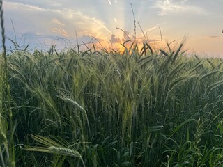 wheat field at sunset