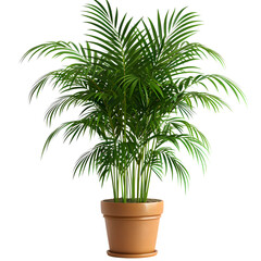 Obraz premium Lush green potted palm plant in a terracotta pot a beautiful indoor plant