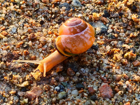 A snail crawls across a gravelly ground, illuminated by warm sunlight. A banded snail on a gravel path at sunrise. - Powered by Adobe