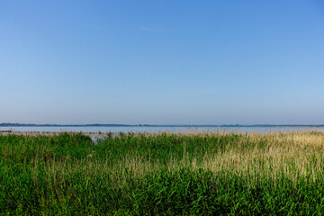 Lush reeds at the edge of a tranquil lake, canopied by a clear, blue sky. The Dümmer, also...