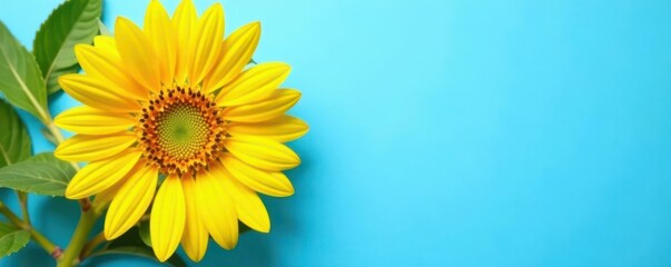 Obraz premium Vibrant sunflower, sunny yellow petals against azure Flat lay , bright, joyful
