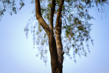 Very tiny key is hanging on tree and sky background.