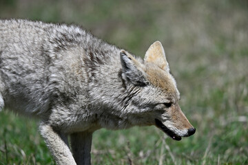 Young Coyote Strolling in the Bush