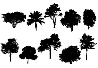 Silhouette tree set isolated on white background for providing study in botanical variety and design, Outline tropical trees plant for illustrating differences in tree morphology