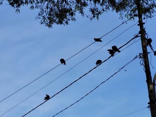 Silhouette of pigeon rest on electri cable