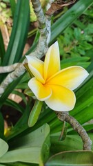 yellow frangipani flower in garden