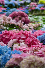 紫陽花・あじさい・アジサイ