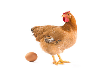 Brown chicken with an egg isolated on a white background.