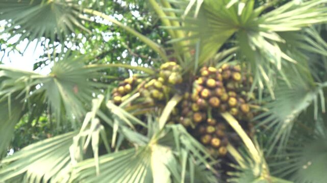 Tender translucent ice apple seed kernels from palmyra palm fruit, showcasing refreshing texture, natural sweetness, tropical freshness, traditional Indian cuisine, and seasonal delicacy