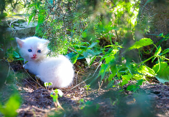 A small white kitten with blue eyes sits among greenery, hiding in the shade of plants. Its...
