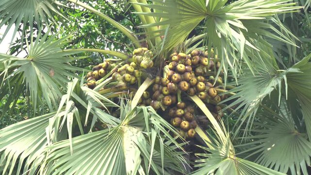 Tender translucent ice apple seed kernels from palmyra palm fruit, showcasing refreshing texture, natural sweetness, tropical freshness, traditional Indian cuisine, and seasonal delicacy