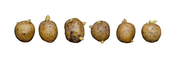 A collection of potatoes covered with sprouted roots, showcasing their growth patterns. Cut out...