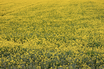 Bright yellow rapeseed field in full bloom on a spring day