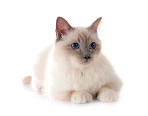 birman cat in studio