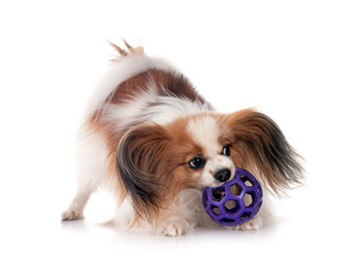 papillon dog in studio