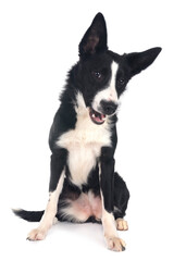 young border collie