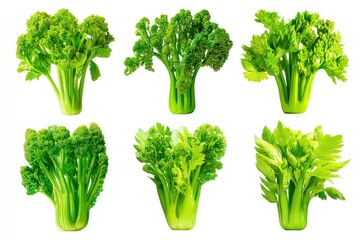 Fresh celery stalks with leafy tops, assorted arrangements showcasing shape, thickness, and texture variation isolated on white background