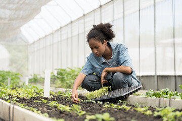 Cultivating vegetable plot. Vegetable growing in organic farm. Greenhouse vegetable farm. African...