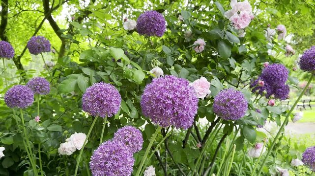 Purple alliums and soft pink roses bloom side by side in a lush green garden. A beautiful contrast of form and color, perfect for summer floral inspiration