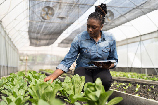 Cultivating vegetable plot. Vegetable growing in organic farm. Greenhouse vegetable farm. African American botanist study and research structure and biological processes of plants in vegetable farm - Powered by Adobe