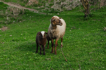 Sheep and lamb walking on the paddock in summer