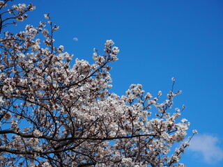 満開の桜と月