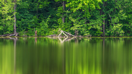 Green oaks by the lake. Blurred reflection of trees in water..