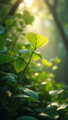 Obraz premium Backlit leaves in serene forest during daytime