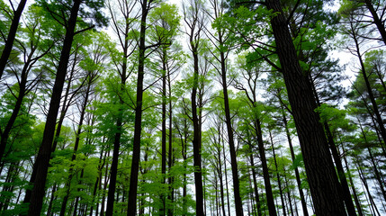 Fototapeta premium Green Tree Recycling Symbol in Contrast to Barren Forest