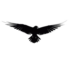 Obraz premium Black raven silhouette in flight against dark background