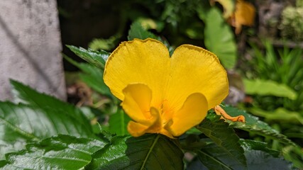 Close-up of a Turnera ulmifolia flower, displaying vibrant yellow petals. The bloom contrasts with the glossy, deeply veined green leaves surrounding it. The background shows out-of-focus greenery 