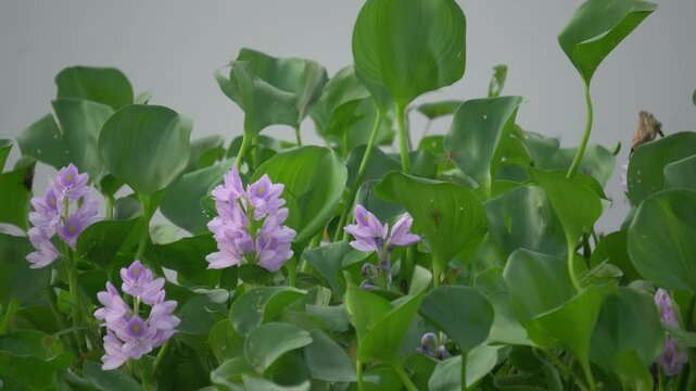 Water hyacinth floating on freshwater surface, invasive aquatic plant with glossy leaves and lavender flowers, environmental impact, rapid growth, natural wetland scene.