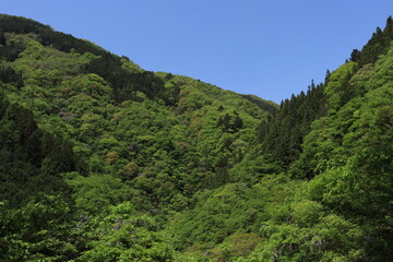 Obraz premium 登山道