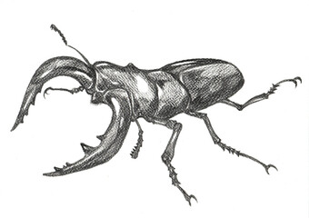 Analogue illustration of Sawtooth Stag Beetle by 2B pencil on white paper