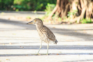 Juvenile Night Heron on Pavement, Hong Kong