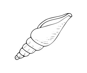 Detailed seashell line art drawing. Great for summer, ocean, or beach-themed designs.