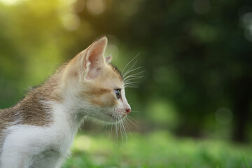 A close-up of a kitten with whiskers