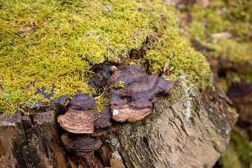 Pilze an Moosbedecktem Baumstamm 