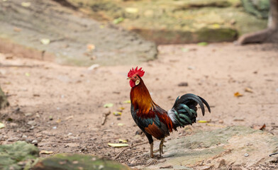  Red Junglefowl (Gallus gallus,Wild Chickens) of Nature in thailand