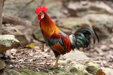  Red Junglefowl (Gallus gallus,Wild Chickens) of Nature in thailand