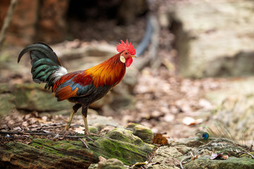  Red Junglefowl (Gallus gallus,Wild Chickens) of Nature in thailand