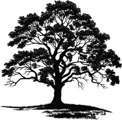 Obraz premium Large Oak Tree Silhouette; Oak tree silhouettes vector illustration isolated on white background