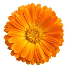 Single orange calendula (marigold) flower head isolated on a white background.
