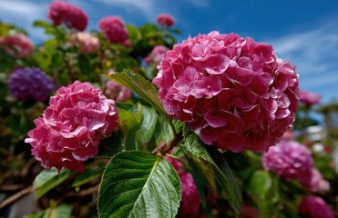 Fototapeta premium Pink hydrangea macrophylla blossoming under blue sky
