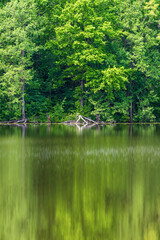 Green oaks by the lake. Blurred reflection of trees in water.. Vertical view.